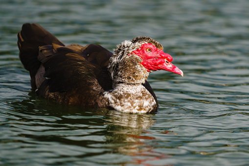 The Muscovy duck (Cairina moschata). Close up portrait of a large duck, native to Mexico and Central and South America, swimming in water