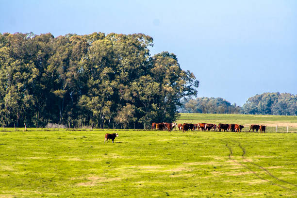 Herd of Hereford cattle on the pasture in brazilian ranch.