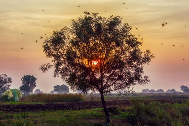 landscape with single tree with sunrise view and birds flying in the background