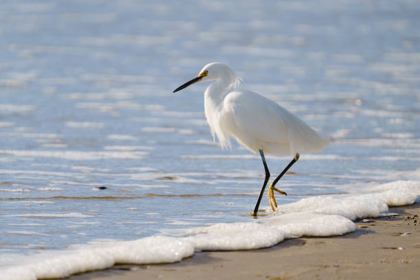 istock White heron or Little egret, or Egretta garzetta, walking on the beach 2074746198