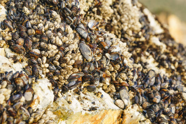 Goose barnacles, or stalked barnacles or gooseneck barnacles, are filter-feeding crustaceans attached to rocks at Avila Beach, California