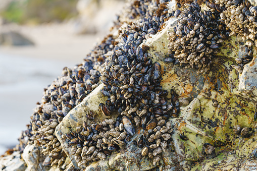 Large group of molluscs in a mussel bed on a rocky coastline, with the sea and surf in the background.