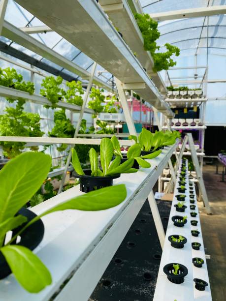 istock Greenhouse Wonders: Explore Getty Images' Extensive Collection for Inspiration 2074749983