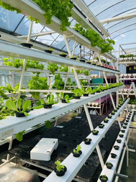 istock Greenhouse Wonders: Explore Getty Images' Extensive Collection for Inspiration 2074751053