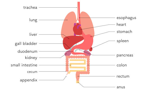 Illustration of the structure of the human body, internal organs (organs) only Illustration of the structure of the human body, internal organs (organs) only clip art of a diagram of human lungs stock illustrations