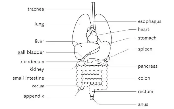 Vector illustration of Structural drawing of the human body, illustration of internal organs (organs) only Black and white line drawing