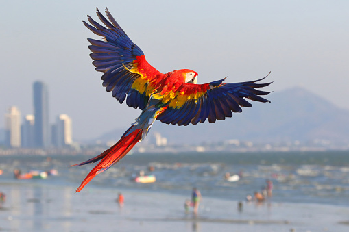 Colorful Scarlet Macaw parrot flying on the beach. Free flying bird