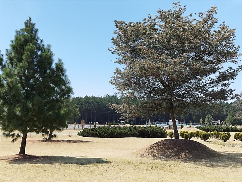 Trees at park