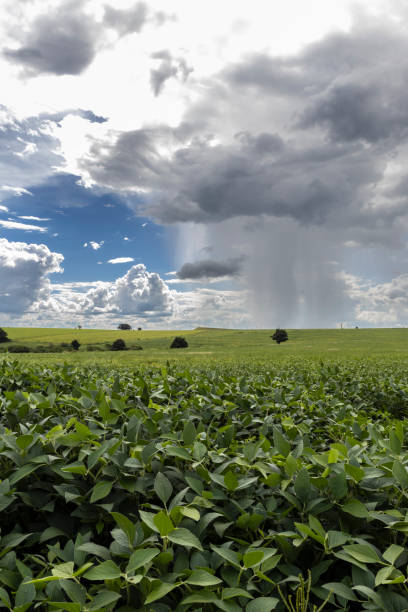 istock Heavy clouds sky and rain and green soybean field 2074777923