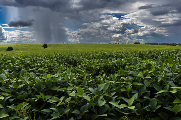istock Heavy clouds sky and rain and green soybean field 2074777924