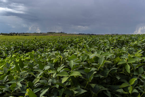 istock Heavy clouds sky and rain and green soybean field 2074778946