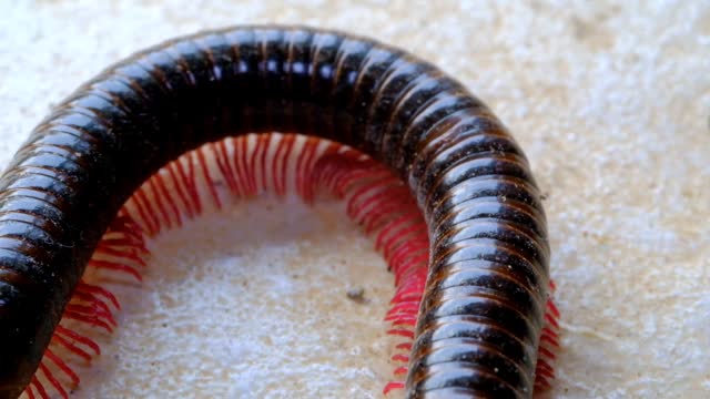 Milipede moves out of coiled position