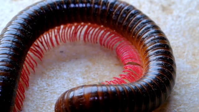 Millipede moving from a circular position
