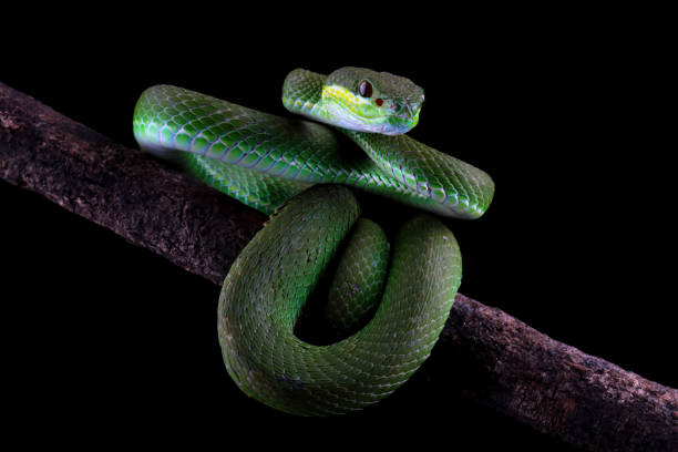 istock green viper snake on branch 2074779879