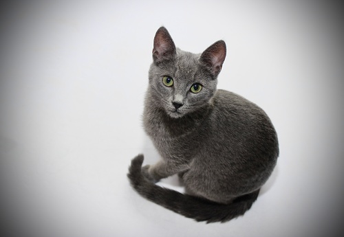 Front view of Chartreux cat, 14 months old on white background