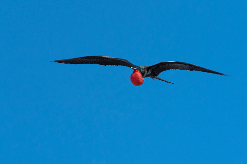 Frigate bird fluxing with the red gular suck inflated