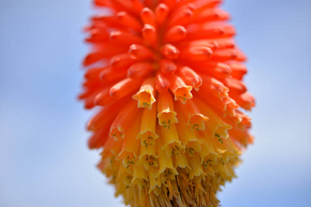Kniphofia Uvaria - Red Hot Poker flower - close up. Photographed at Boat Bay, Bay of Islands, part of the Great Ocean Road. An environmental weed in Australia, it nonetheless has a striking and beautiful inflorescence of bright orange and yellow flowers.