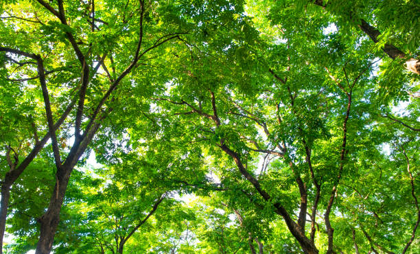 istock Mixed forest, green deciduous trees The rich natural ecosystem of the rainforest concept is about conservation and natural reforestation. 2074842341