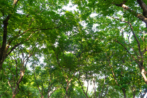 Mixed forest, green deciduous trees The rich natural ecosystem of the rainforest concept is about conservation and natural reforestation.