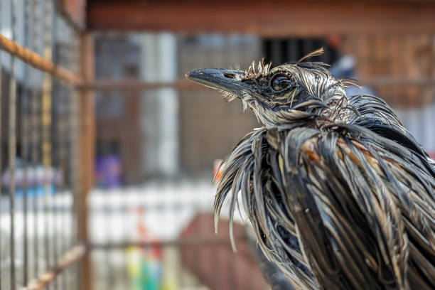 Yellow-vented bulbul (Pycnonotus goiavier). A yellow-vented bulbul with its feathers still wet after being bathed and drying in the morning. The local name is \