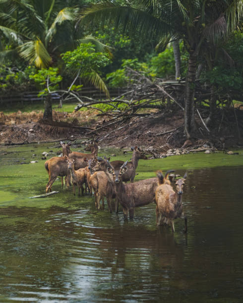 istock a group of Sambar deer in the swamp inside the ranch. 2074858433