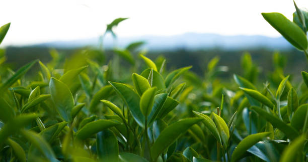 istock Green tea tree leaves field young tender bud herbal Green tea tree in camellia sinensis organic farm. Close up Fresh Tree tea plantations mountain green nature in herbal farm plant background morning 2074859986