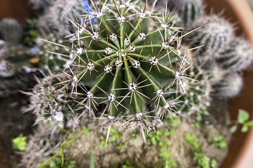 Detail of desert plant in a pot, decoration with plants