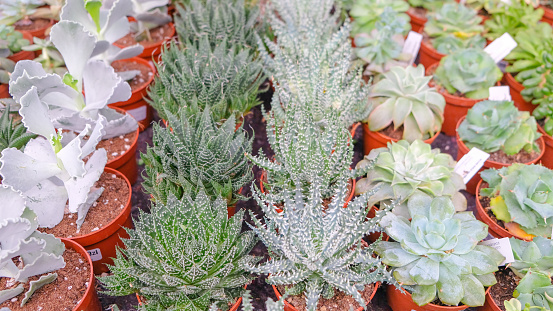 Aristaloe aristata, laxmi kamal succulents for indoor cultivation and interior decoration in pots in a flower shop.