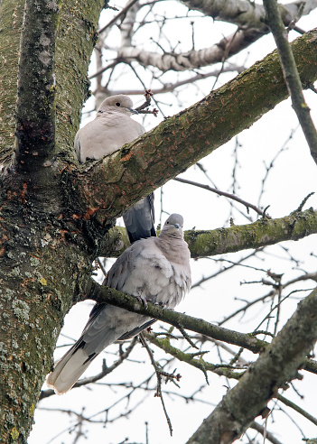 Two wild pigeons on the branches of an old tree. A pair of wild pigeons.
