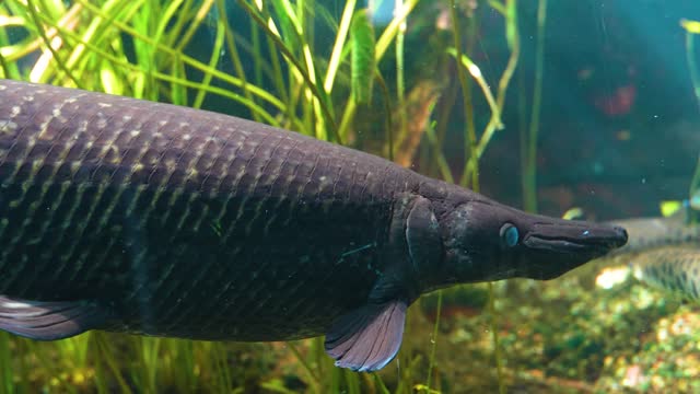 alligator gar fish swimming