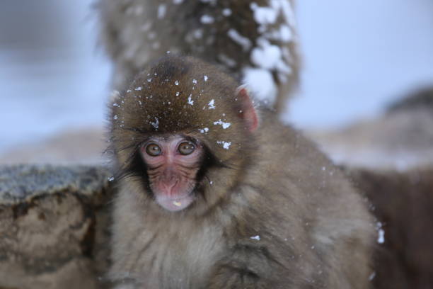 Snow monkeys bathing in hot springs