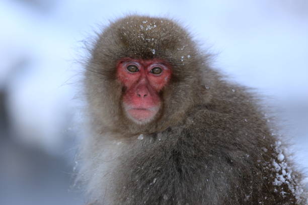 istock Snow monkeys bathing in hot springs 2074912067