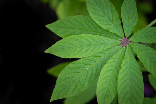 Close-up of green leaves in the natural environment, capturing freshness and growth, with sunlight illuminating the foliage on a dark background and copy space for text.