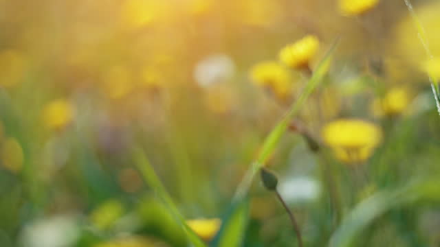 Springtime meadow. Beautiful meadow with fresh grass and yellow flowers in nature, shallow depth of field
