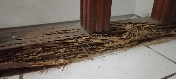 WOOD GNAWED BY TERMIT IN ON OF MY ROOM. JAKARTA, MARCH 6TH 2024