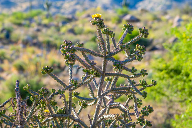 The Teddy Bear Cholla (Cylindropuntia bigelovii), is a cactus species native to the Sonoran Desert of Northwestern Mexico and to the Colorado Desert of Southern California.  It can also be found in the Mojave Desert of Arizona and Nevada.  This cholla was photographed by the Ajo Mountain Drive in Organ Pipe Cactus National Monument near Ajo,  Arizona, USA.