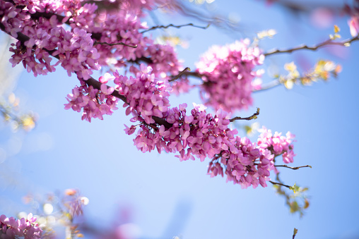 Cercis chinensis canadensis and purple grass. Spring. Flowering trees and bushes. Lilac flowers. Copy space for text