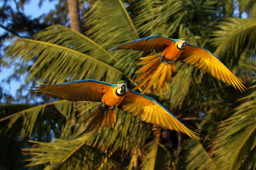 Colorful Macaw parrots flying in the forest. Free flying bird