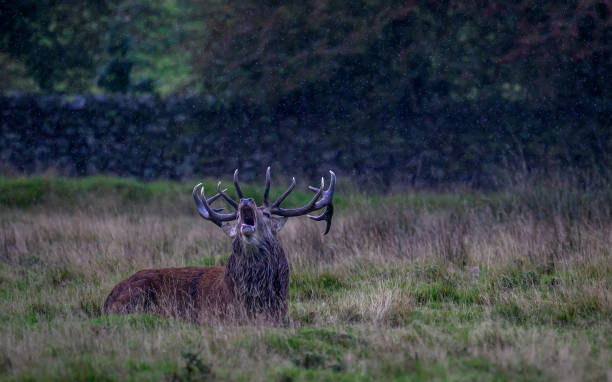 istock Deer in a field in Bradgate Park 2074982474