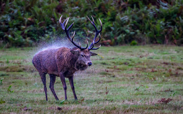 istock Deer in a field in Bradgate Park 2074982476