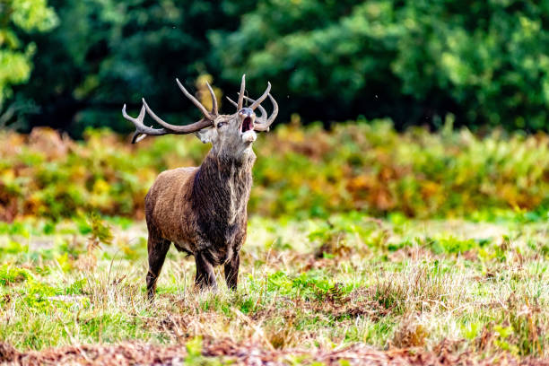 istock Deer in a field in Bradgate Park 2074982478