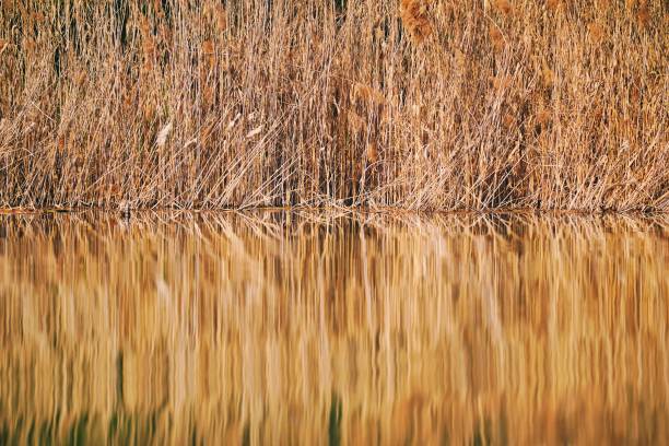 istock the view of west lake 2074992636