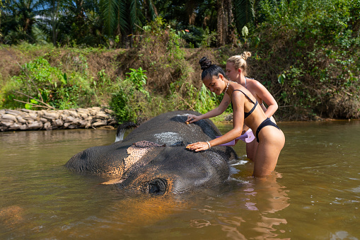 Two multiracial female tourists having bath with elephant, adventure in an elephant village in Bali