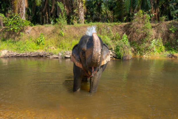 Close up portrait of two elephants   in sanctuary in Thailand