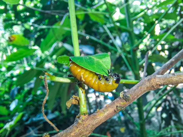 личинка калинового жука (podontia affinis). садовый вредитель семейства chrysomelidae, вызывающий повреждение листьев растения - chrysomelid стоковые фото и изображения