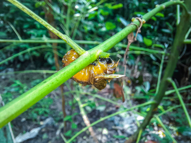 viburnum beetle (podontia affinis) larva. garden pest in the family chrysomelidae, causing damage to leaves of plant - chrysomelid стоковые фото и изображения