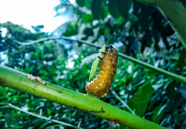 viburnum beetle (podontia affinis) larva. garden pest in the family chrysomelidae, causing damage to leaves of plant - chrysomelid стоковые фото и изображения