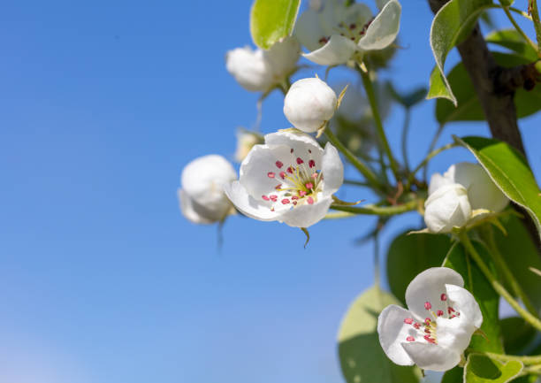 Flowers on a pear tree against the blue sky in spring. Close-up.