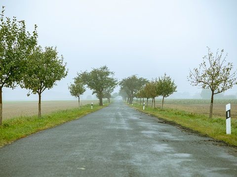 This picture shows the Landscape of Brandenburg, Germany, on October 2011. A country road  in the countryside near Berlin.