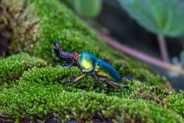 istock Longhorn beetle Stag (Loesse sanguinolenta), Stag beetle on green moss. 2075027876
